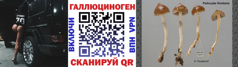 Псилоцибиновые грибы Cubensis  Глазов 